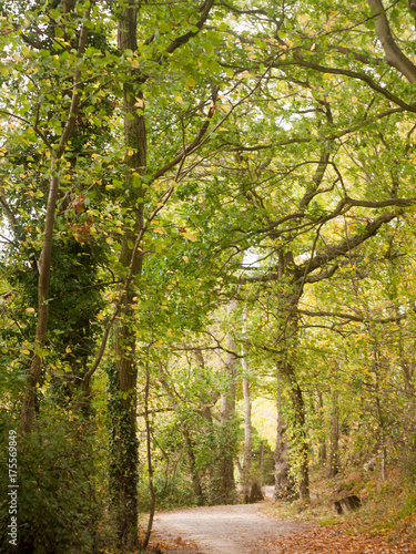 beautiful lush tree top scenery in autumn colours leaves fall outside country