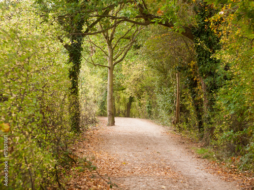 beautiful lush tree top scenery in autumn colours leaves fall outside country