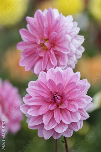 Fototapeta Naklejka Na Ścianę i Meble -  Dahlien (Dahlia)