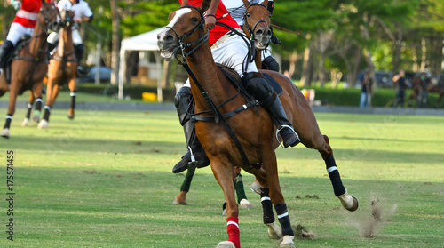 Horse in Polo Sport.