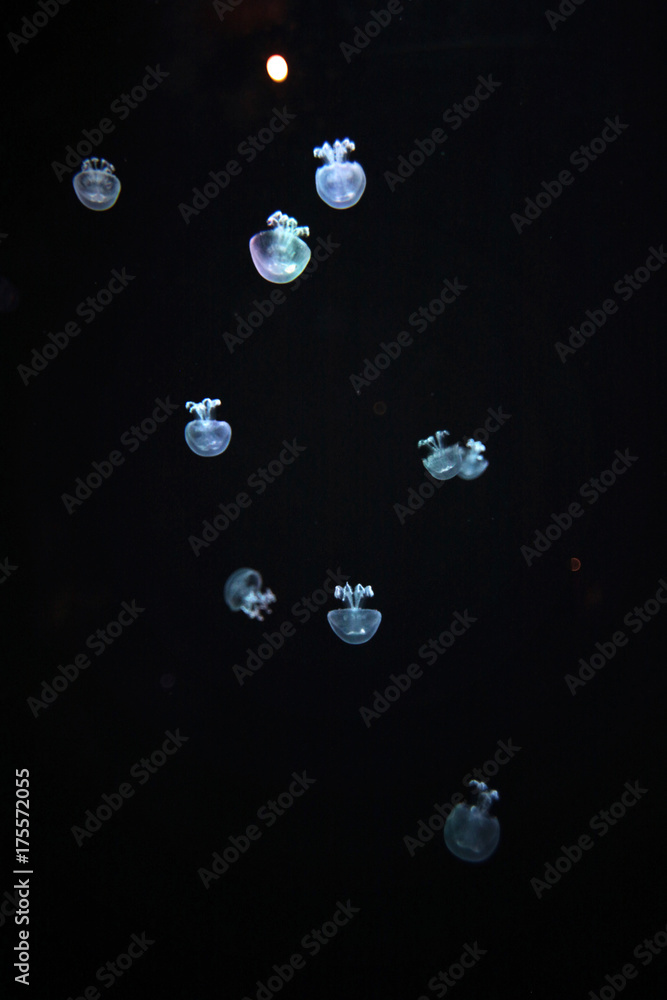 small jellyfish at Valencia aquarium small jellyfish at Valencia aquarium