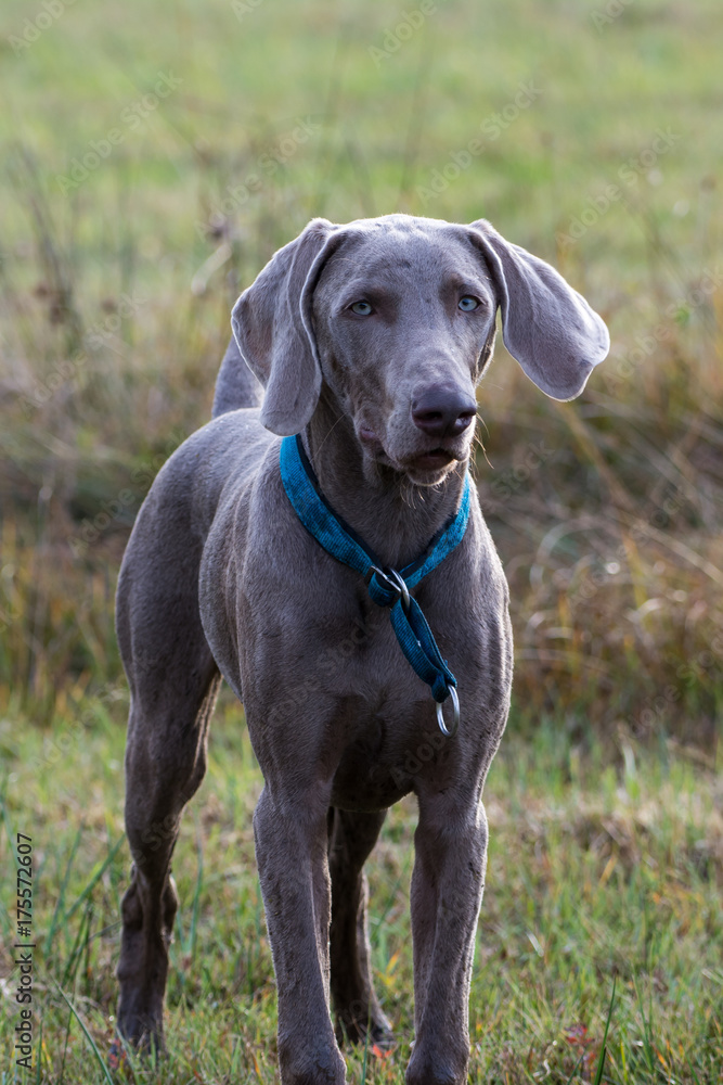 Junger Vorstehhund