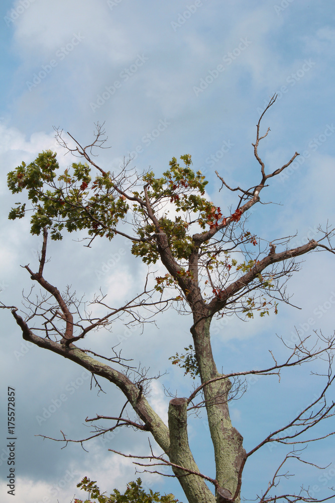 View looking up of an old tree against a blue sky
View looking up of an old tree against a blue sky