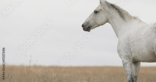Wild white horse on the field running trotting