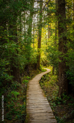 walk through the woods © Patrick