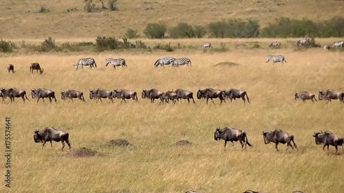 migration season in the masai mara reserve
