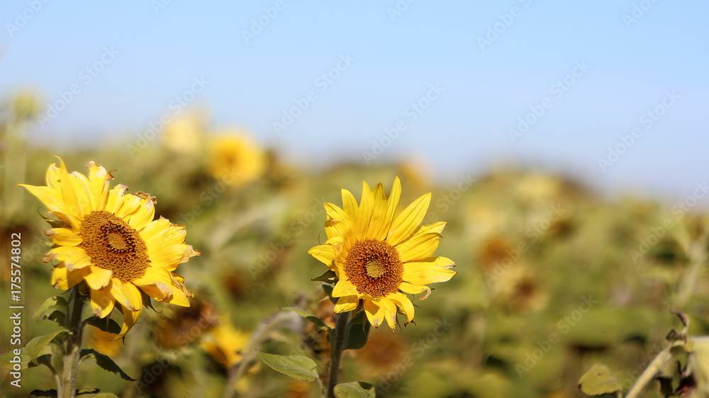 Fototapeta premium Sunflowers bask in the sun in the last days of summer