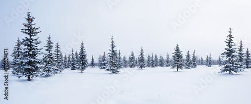 Fir trees in winter snow