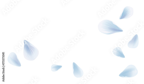 White Blue flying petals isolated on White background. Sakura Roses petals. Vector