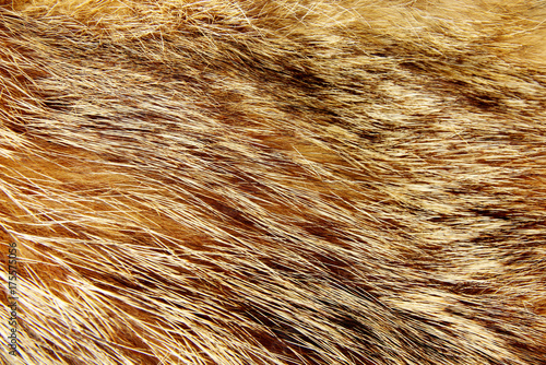 Texture of raccoon fur. Selective focus