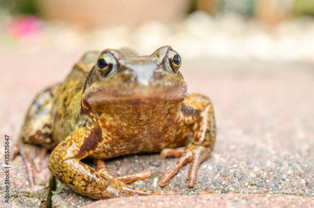 Obraz premium Garten Hochfeld