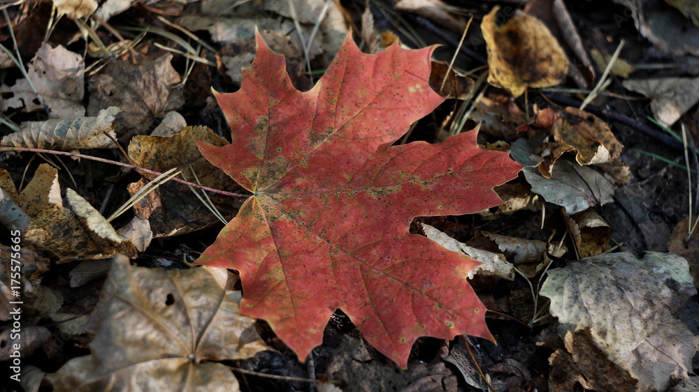 Autumn morning in the woods. Red maple leaf visible from a distant against the background of other leaves.