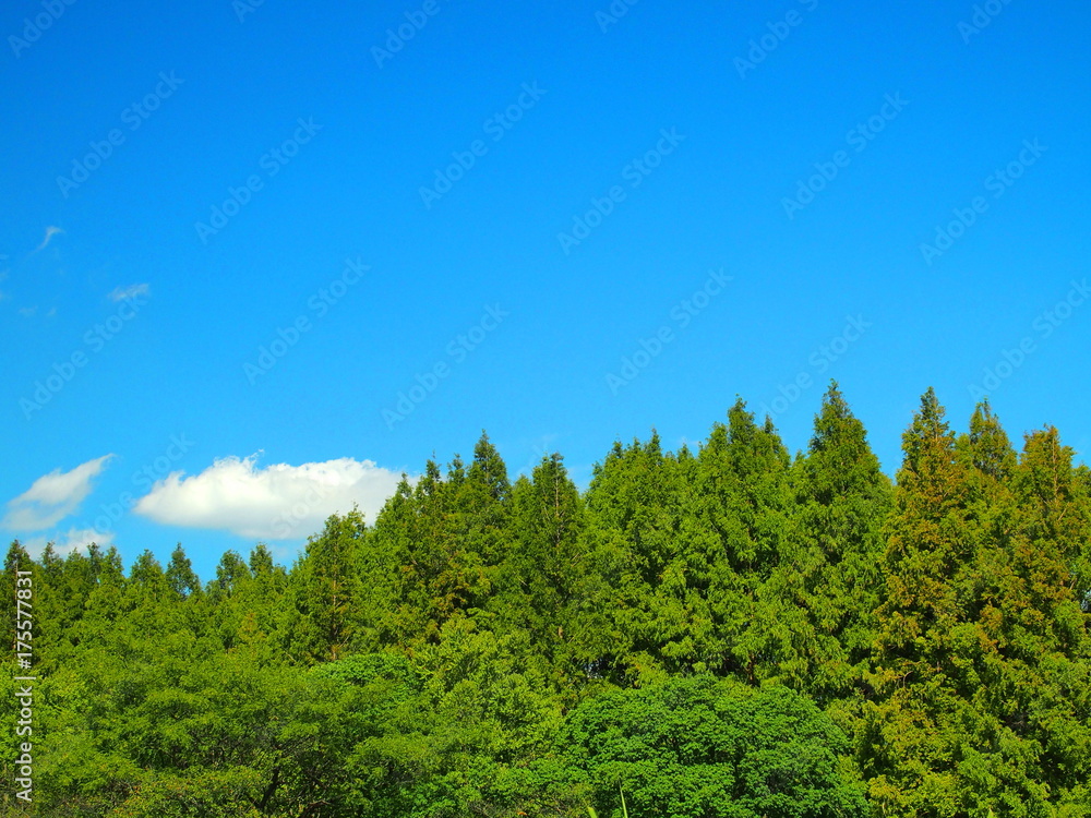 秋空とメタセコイア林