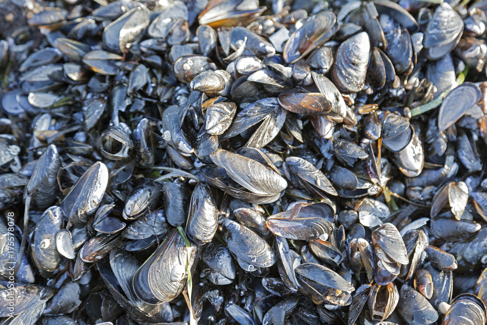 Miesmuscheln am Strand