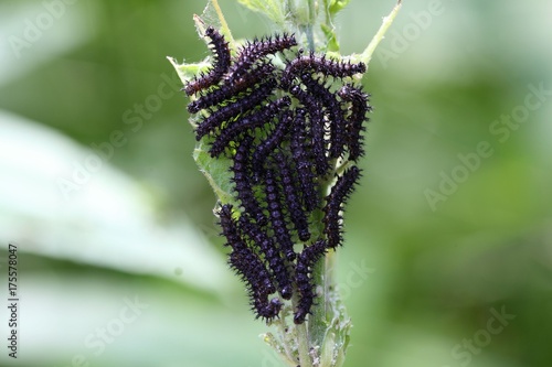 Принти на полотні Caterpillars of the European Peacock