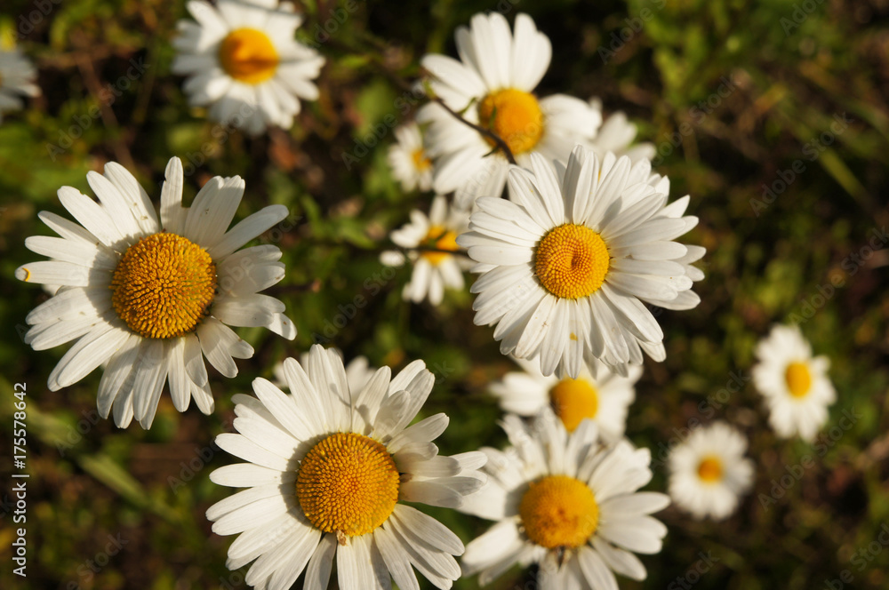 White or common or lawn or english daisy or bellis perennis flower