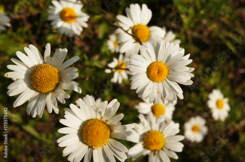 White or common or lawn or english daisy or bellis perennis flower