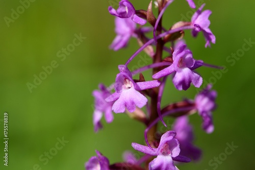 Fragrant orchid  Gymnadenia conopsea 