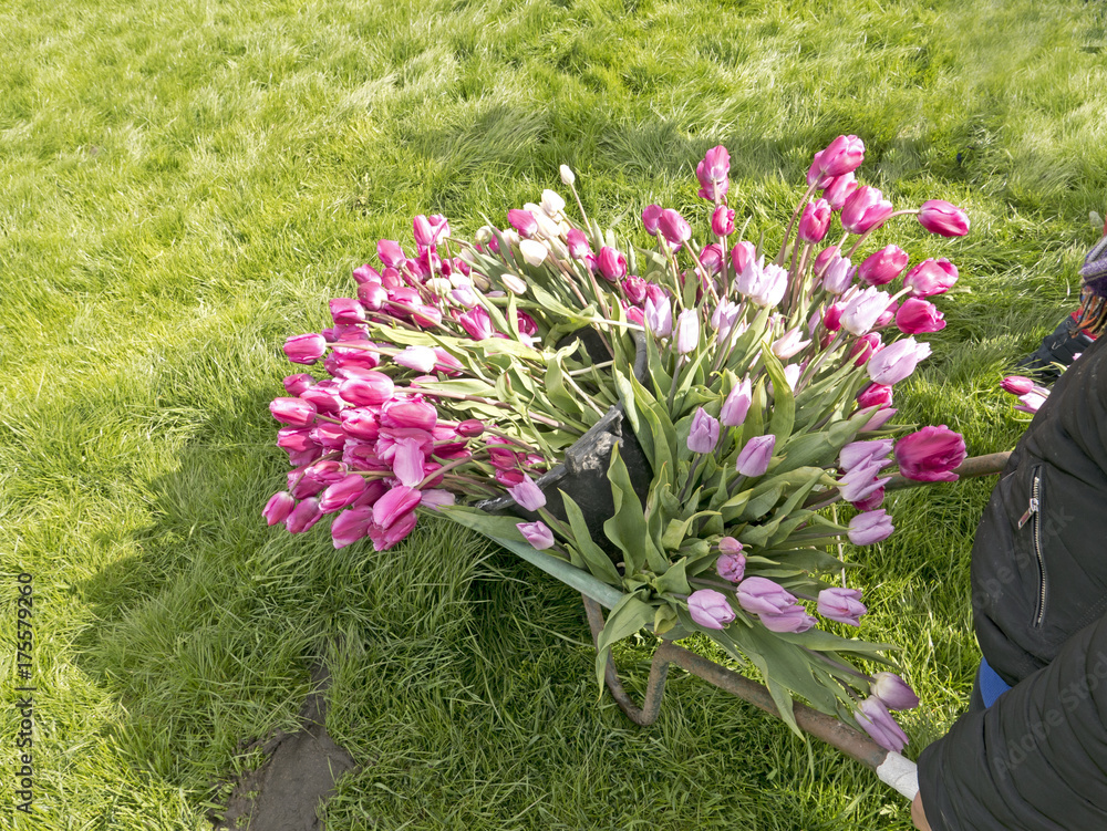 beautiful tulip bouquets in buckets and wheelbarrow