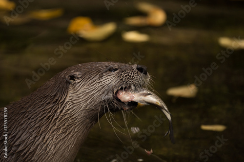 otter eating fish