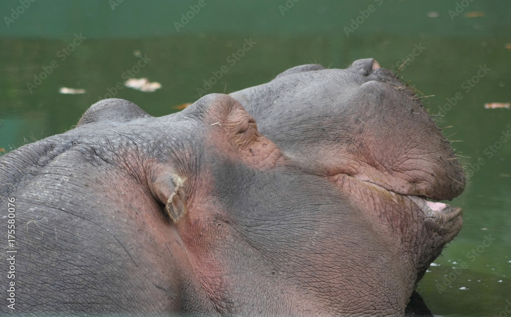 Naklejka premium Hippopotamo (Hippopotamus Amphibius)