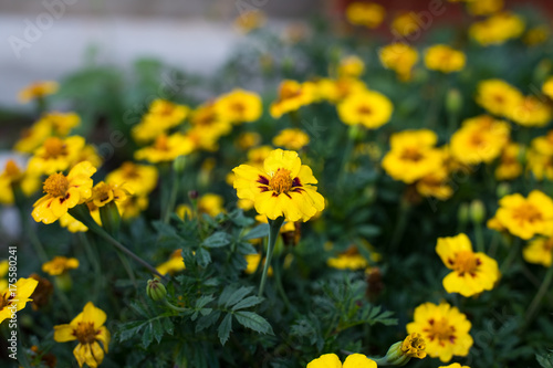 Beautiful Undersized Yellow Flowers Tagetes Tenuifolia Grow In Flower Garden Close Up. © ElenaMasiutkina
