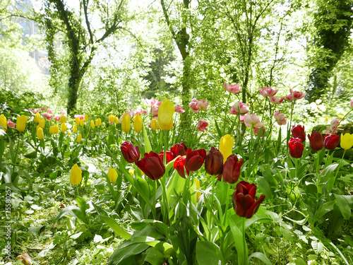 Fototapeta Naklejka Na Ścianę i Meble -  wild flowering Tulips in a garden with trees and schrubs