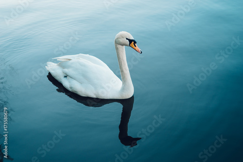 Fototapeta Naklejka Na Ścianę i Meble -  Beautiful white swan with reflection on water