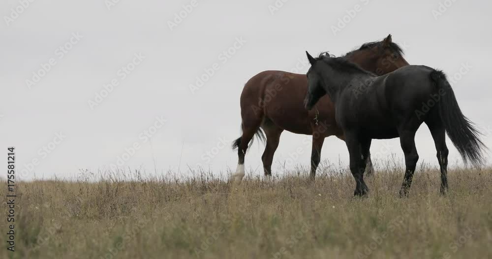 Wild brown horses on the field running gallop Wild brown horses on the field running gallop