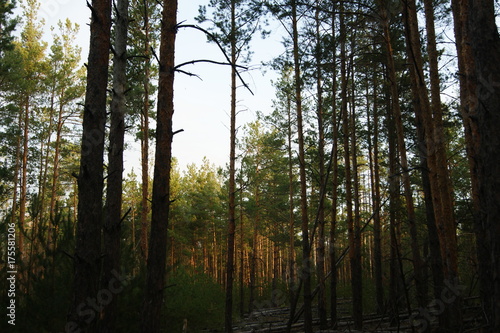 Pine forest in the morning