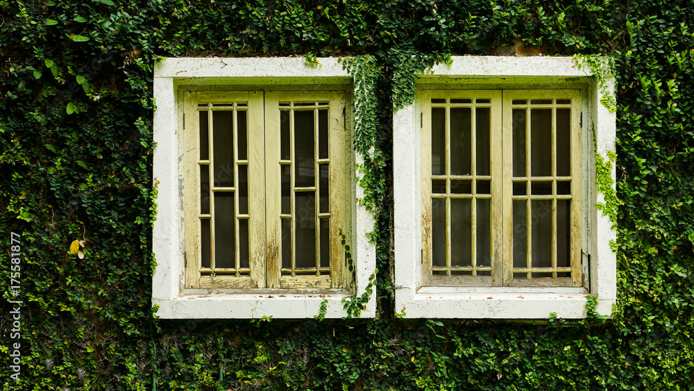 whitw window with Coatbuttons plant wall among green nature