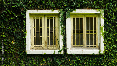 whitw window with Coatbuttons plant wall among green nature