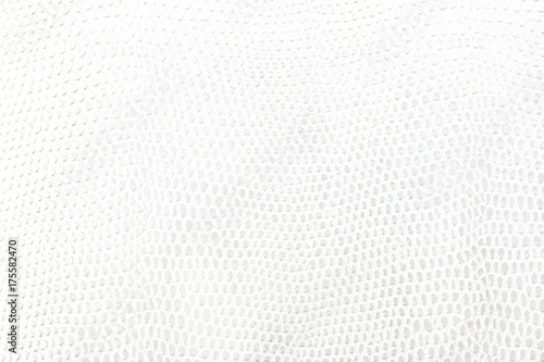 Canvas Print White snake Leather background texture