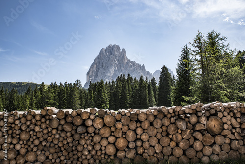 catasta di legname su sfondo di abeti e montagne photo