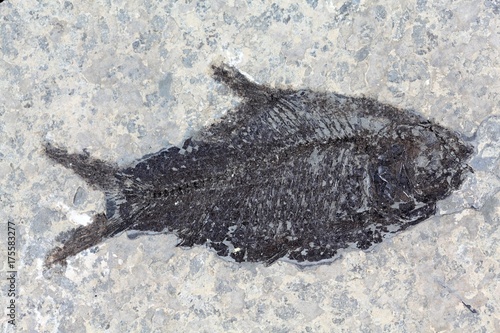 Fossil Fish © ChrWeiss