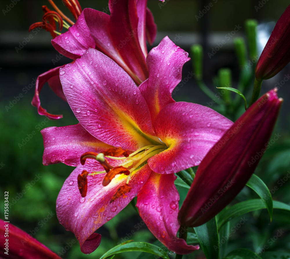 pink garden flower lily with rain drops