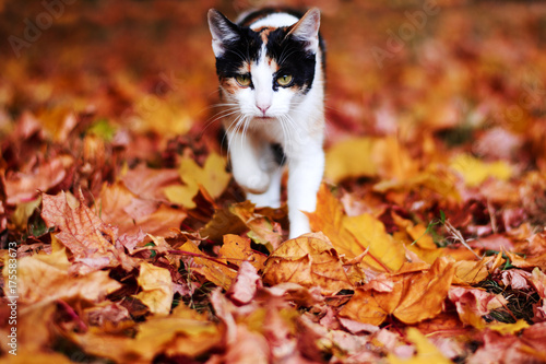 a red cat in autumn leaves