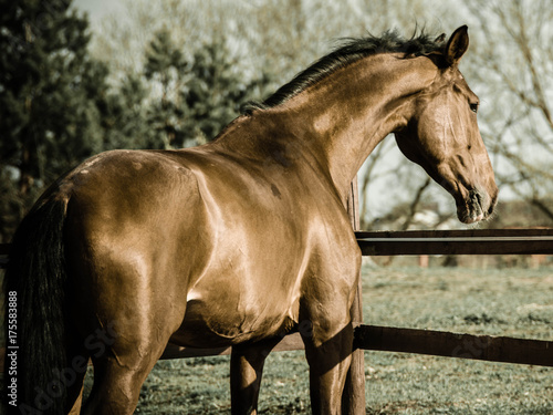 A red horse is deeply thinking about its sports results