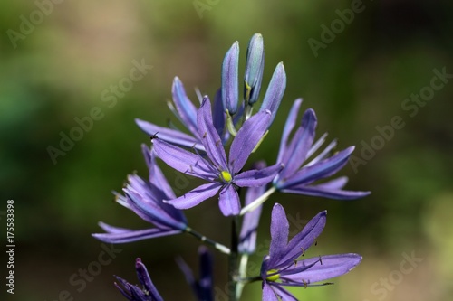 Small Camas Flower