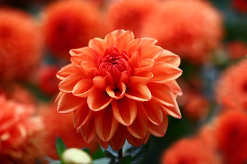 Keuken achterwand Dahlia Rode dahlia tegen bloemenachtergrond  © imamchits