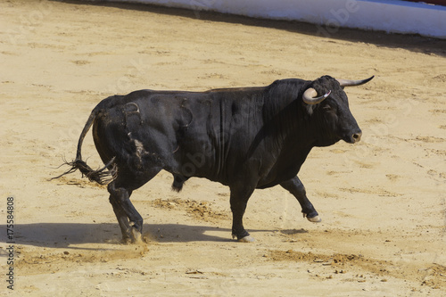 Toro bravo español en la arena de una plaza de toros