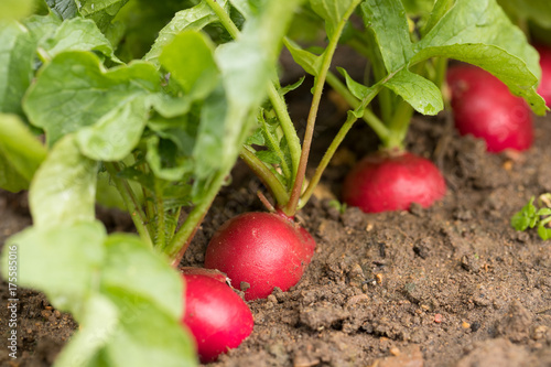 Fresh Wet Red Radish With Green Leaves In Ground Growing In Row In Vegetable Garden Close Up.