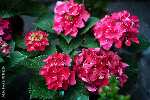 blossoming pink hydrangea in the garden  close-up