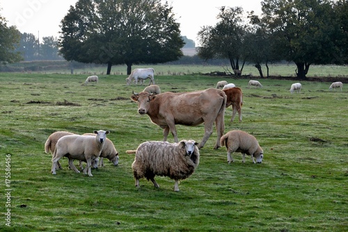 Animaux dans les champs