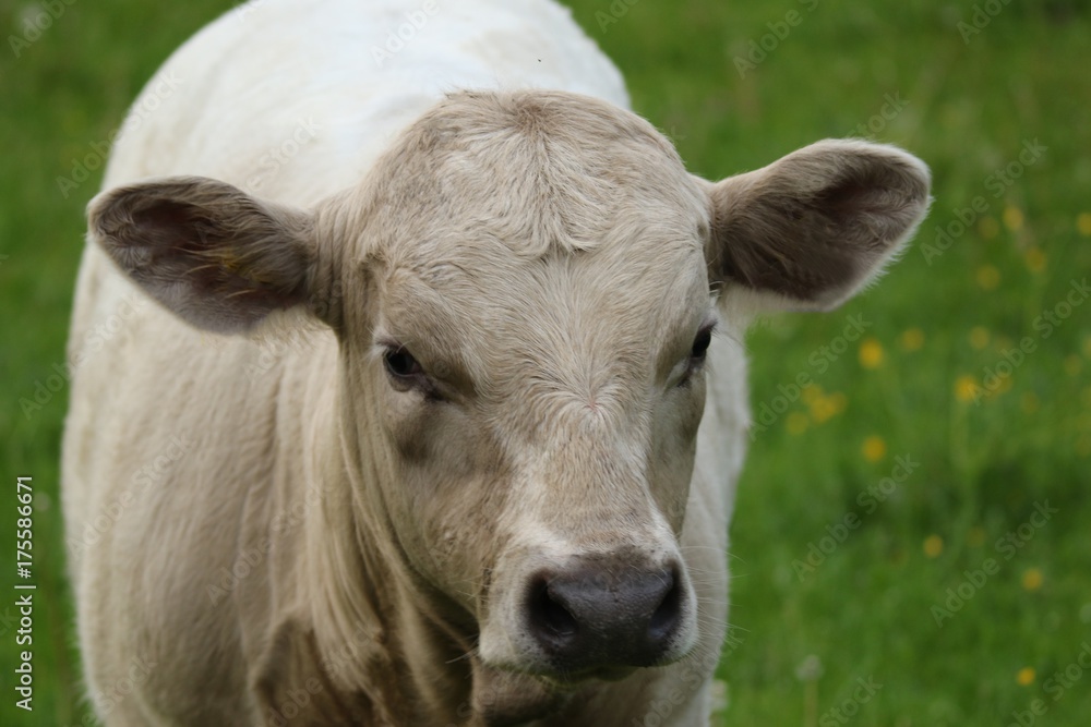 Junger Stier Junger Stier