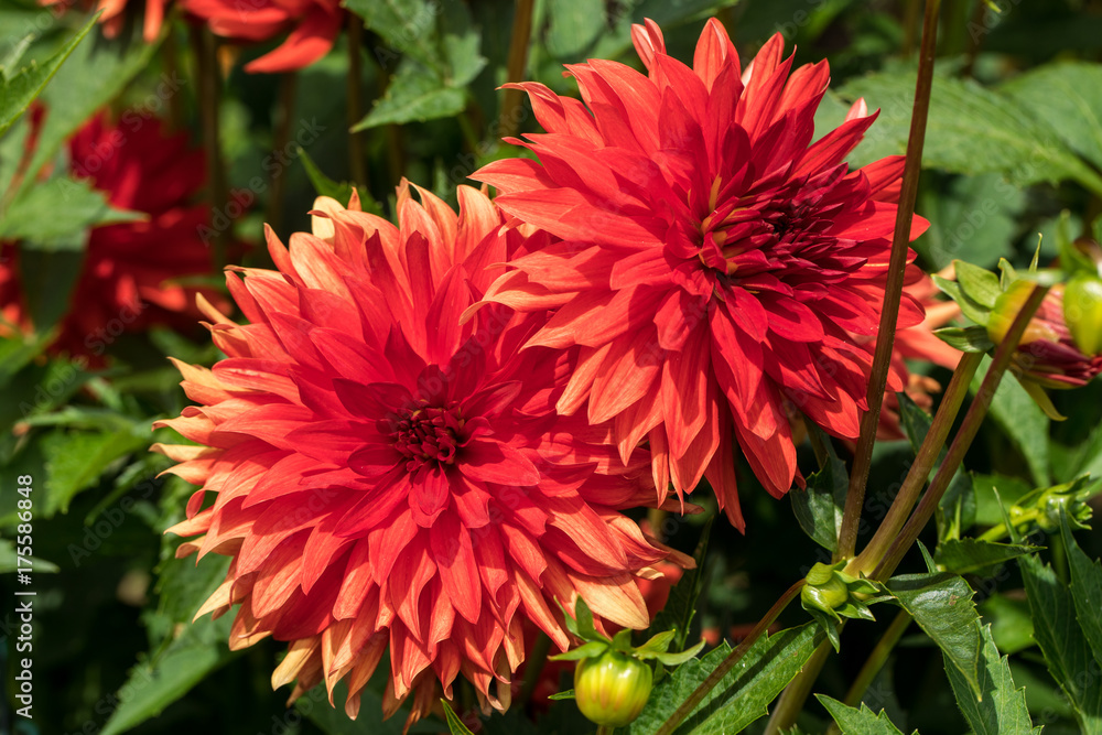 Head of red dahlia flower in summer garden Head of red dahlia flower in summer garden