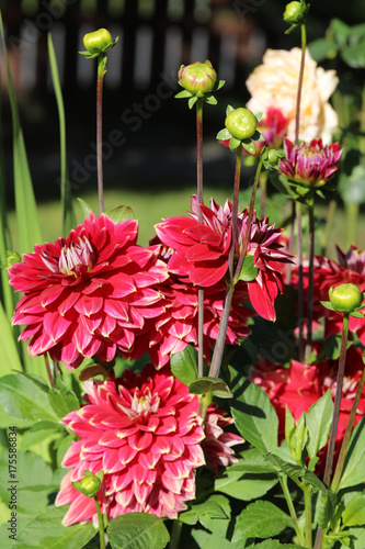 Fototapeta Naklejka Na Ścianę i Meble -  Head of  red dahlia flower in summer garden