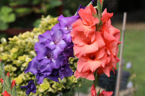 Fototapeta Naklejka Na Ścianę i Meble -  Head of  gladiolus flower in summer garden