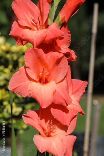 Fototapeta Naklejka Na Ścianę i Meble -  Head of  gladiolus flower in summer garden
