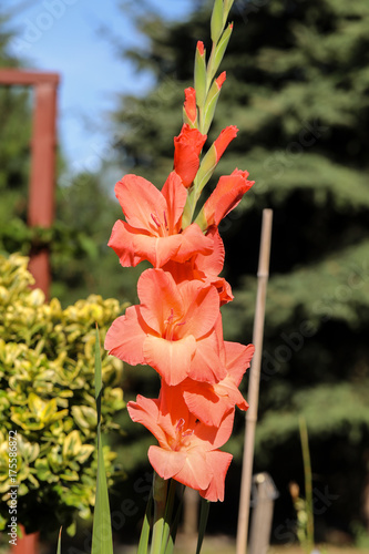 Fototapeta Naklejka Na Ścianę i Meble -  Head of  gladiolus flower in summer garden